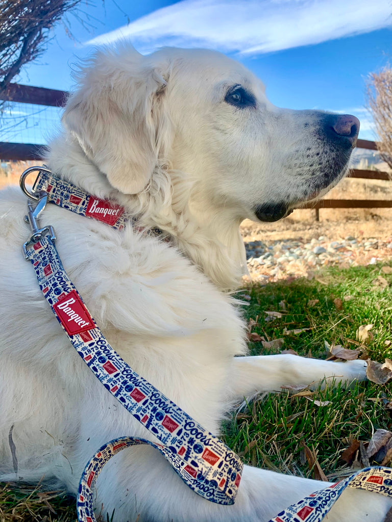 Collar and leash hot sale combo